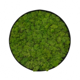 Een moscirkel is een decoratief, onderhoudsvrij kunstwerk van natuurlijk mos, vaak gebruikt voor akoestiek en sfeer,